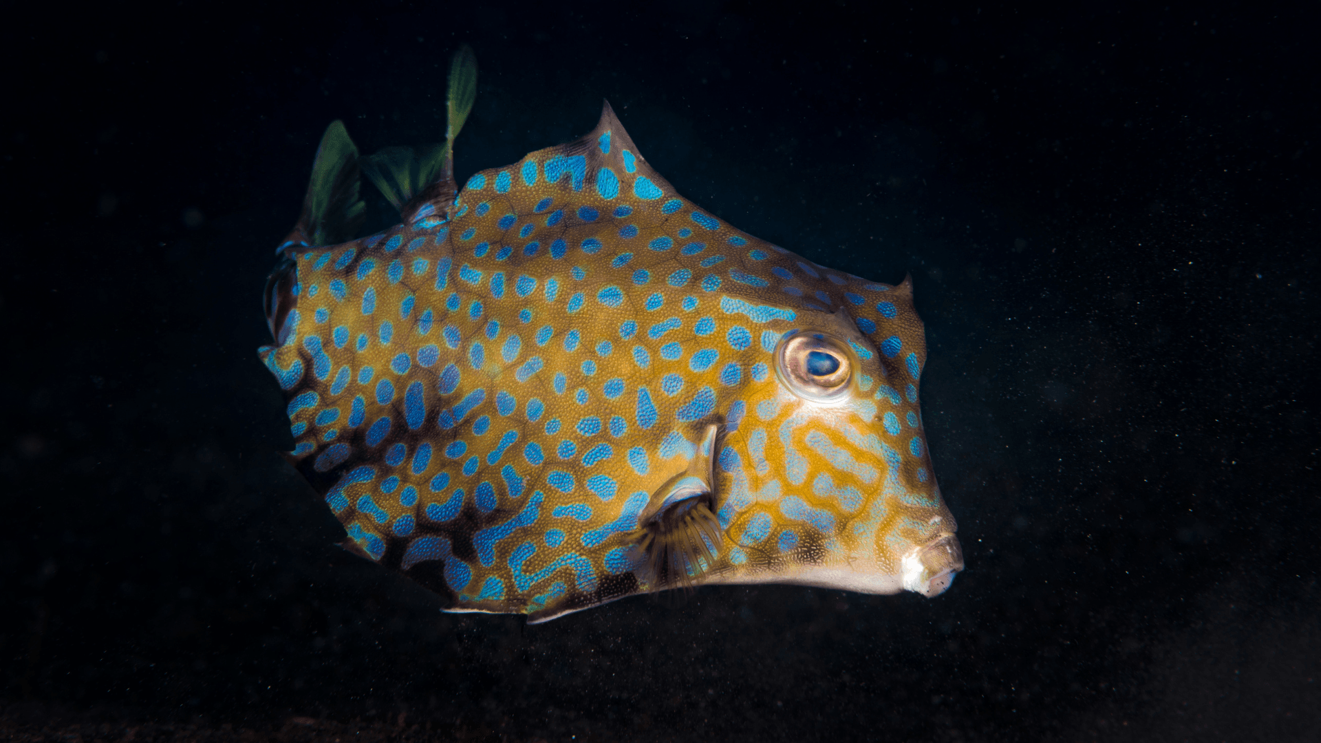 A photo of Camel cowfish