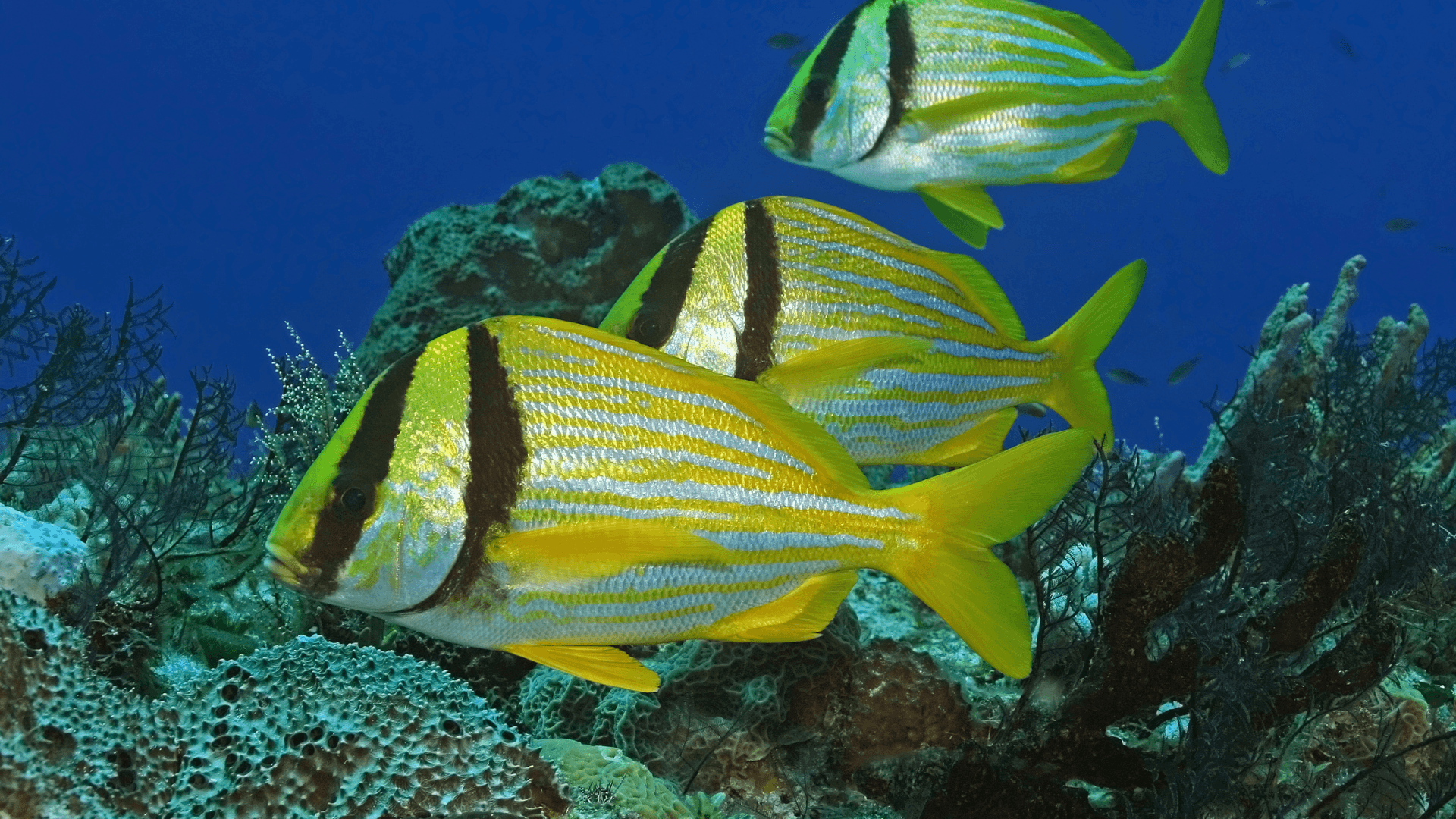 A photo of Porkfish