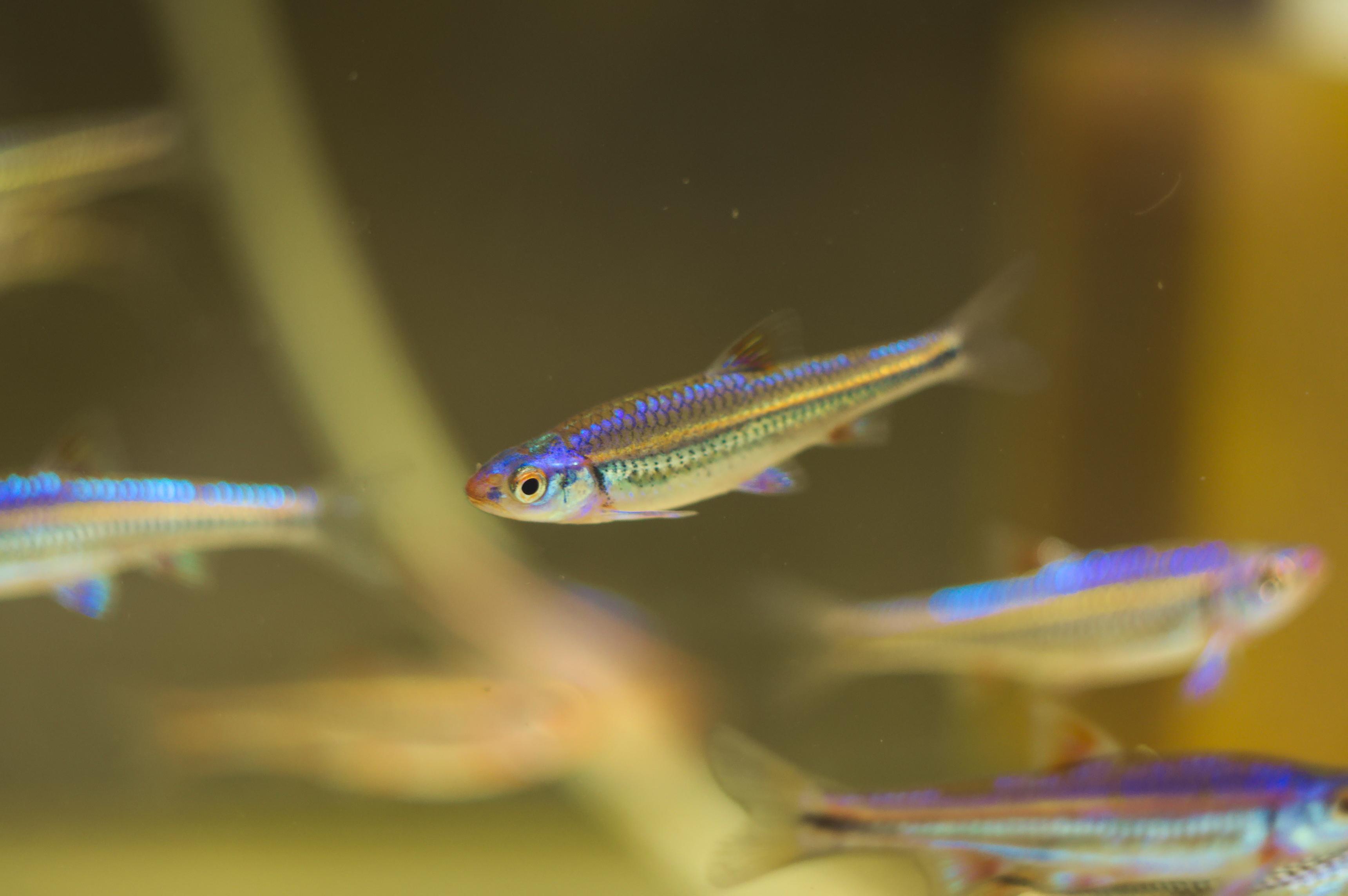 A photo of Rainbow shiner