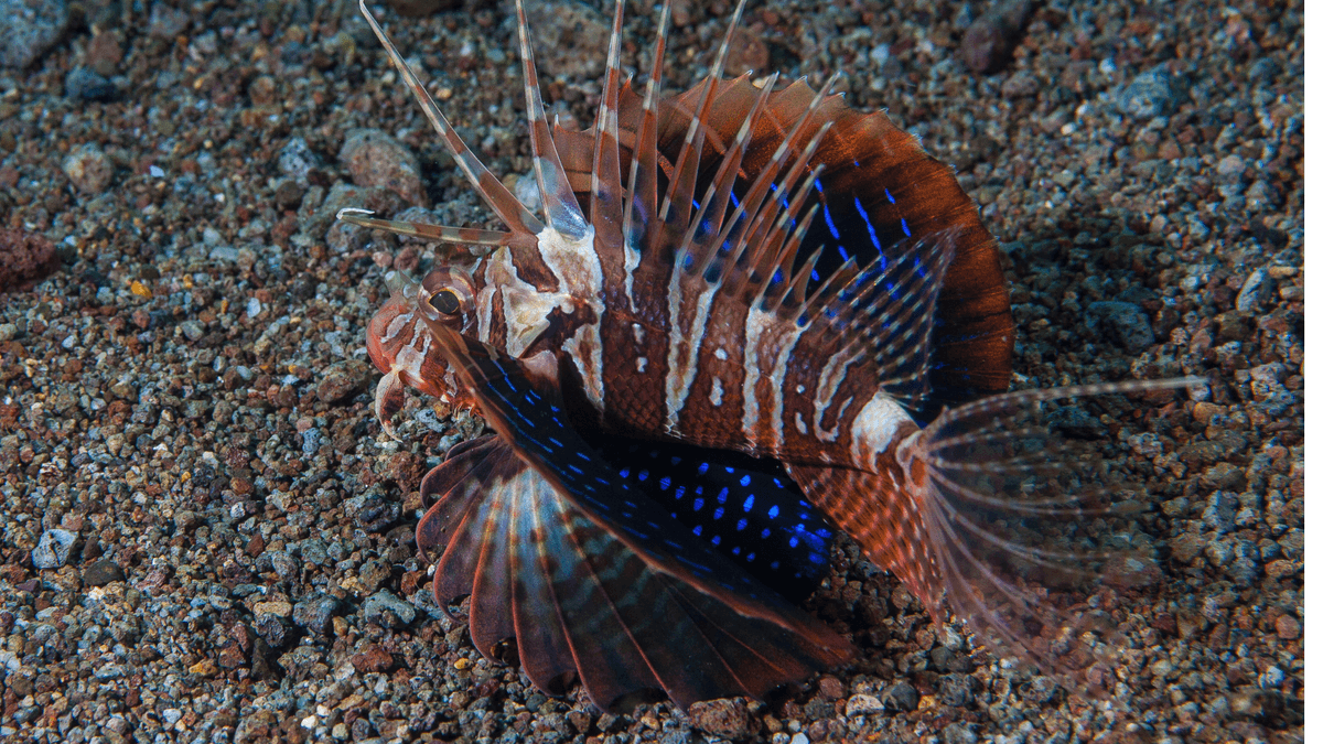 An image of a Blackfoot lionfish