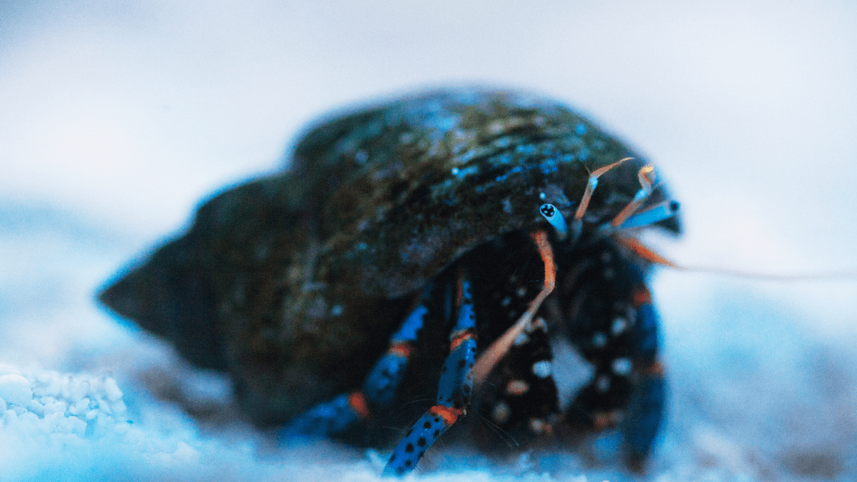 An image of a Blue Legged Hermit Crab