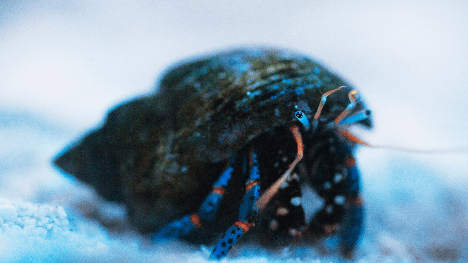 A photo of Blue Legged Hermit Crab