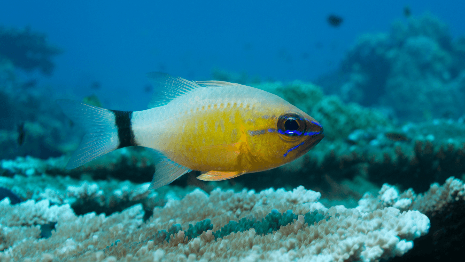 A photo of Ringtailed cardinalfish