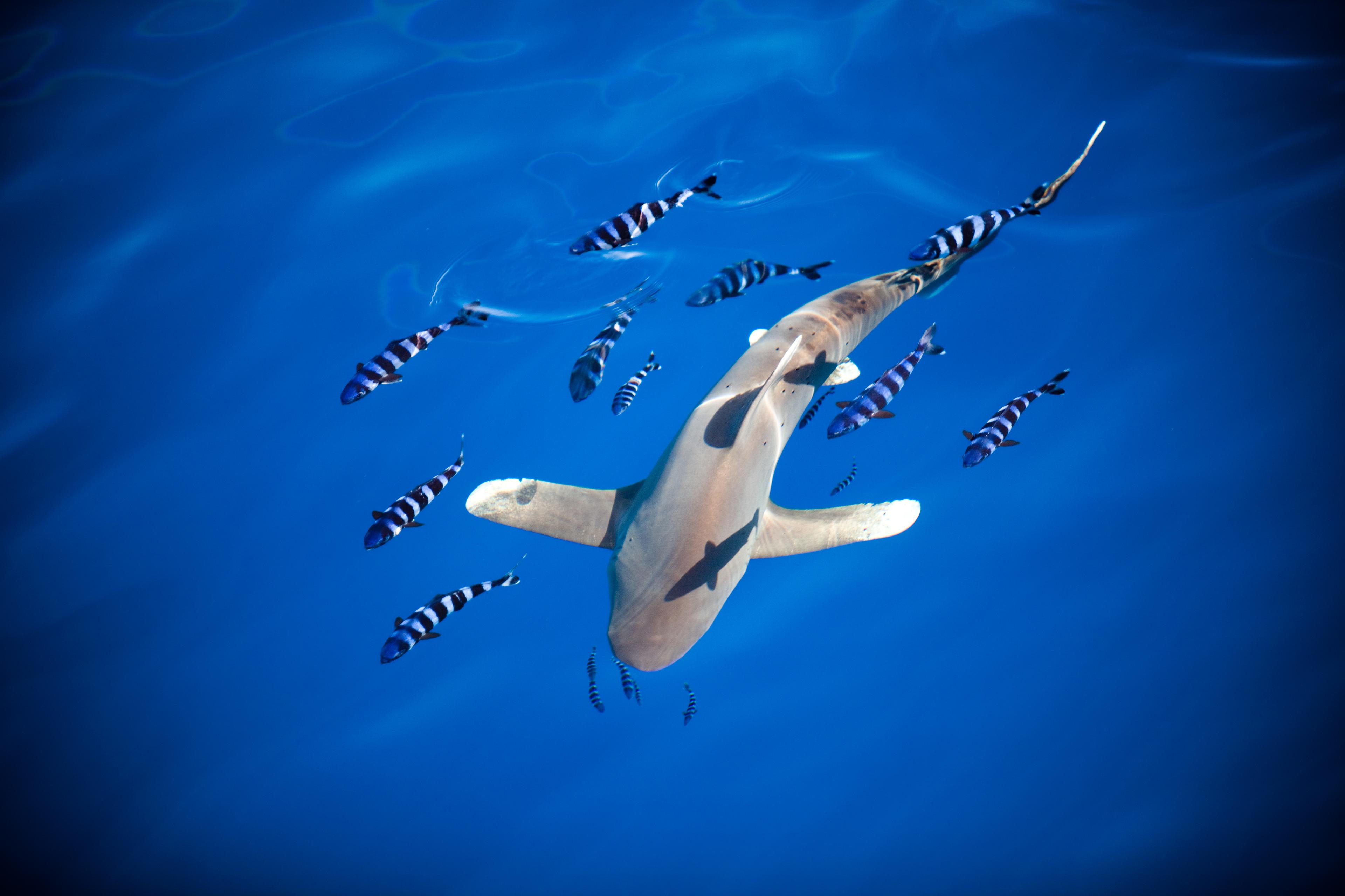 A photo of Pilot fish