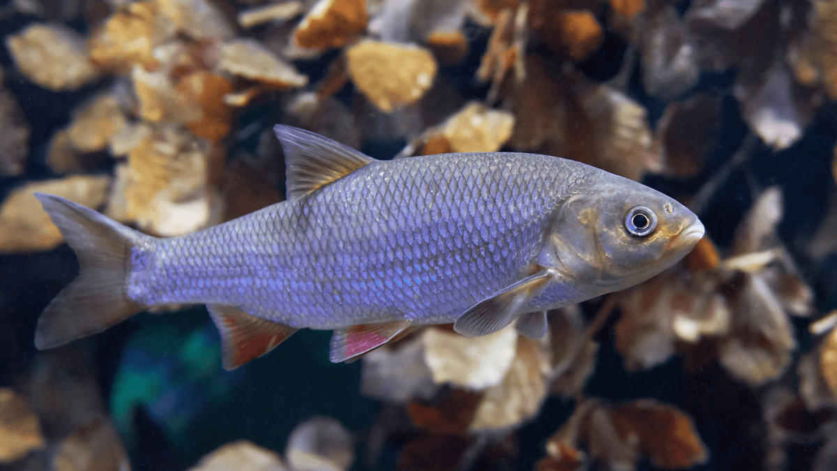 An image of a Golden Orfe