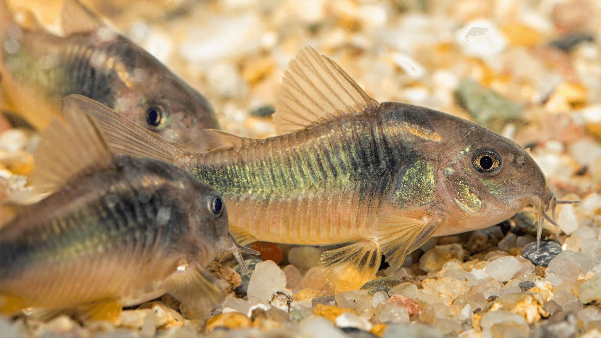 A photo of Bronze corydoras