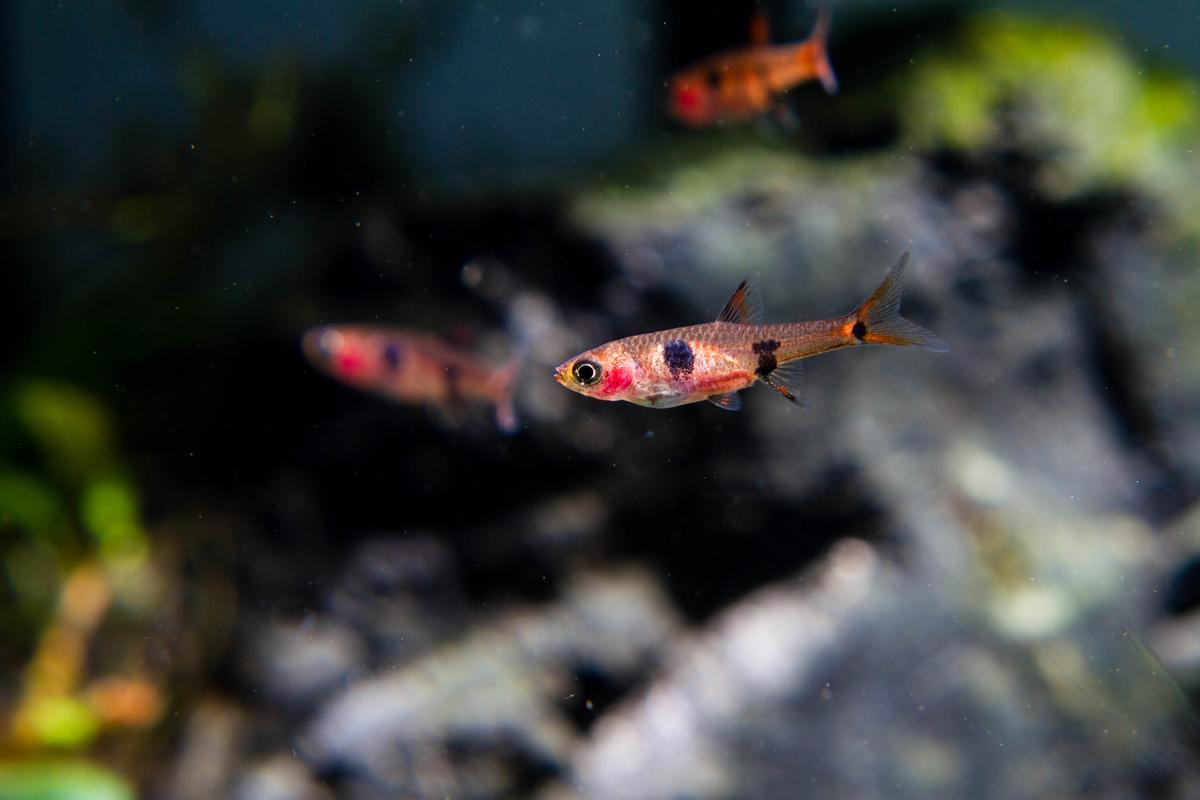 An image of a Dwarf rasbora