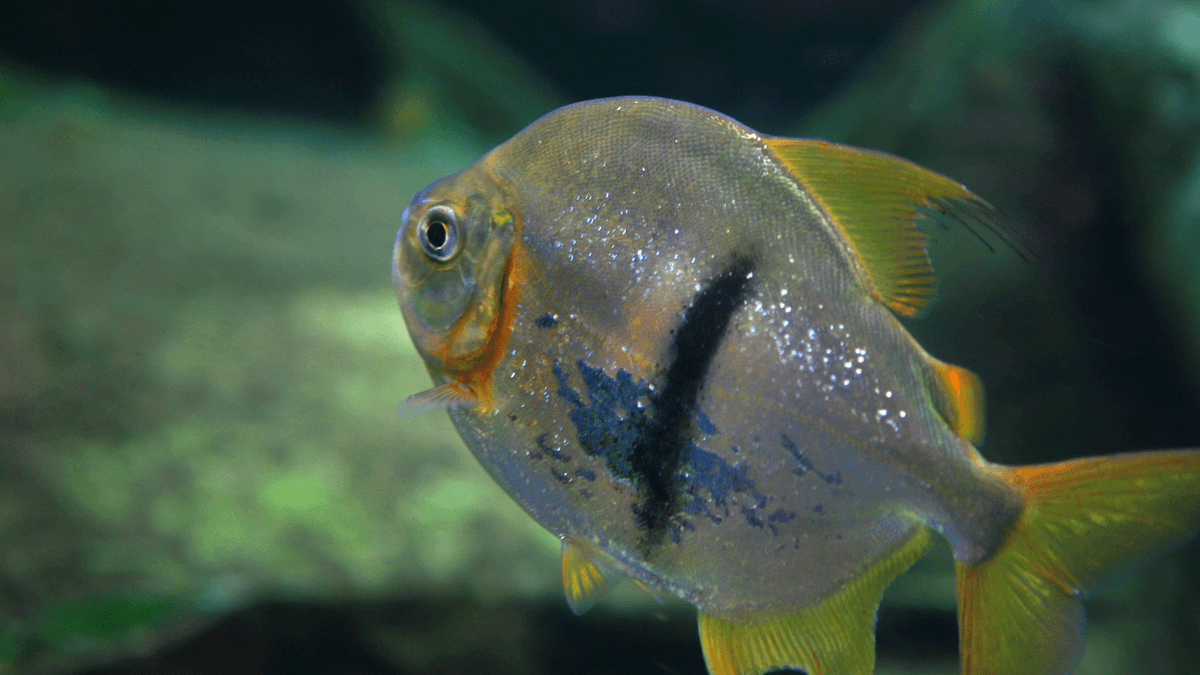 An image of a Disk tetra