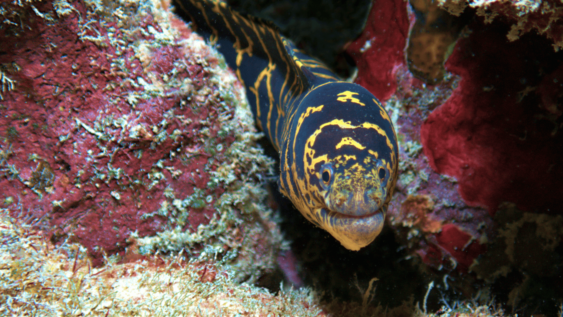 A photo of Chainlink moray eel