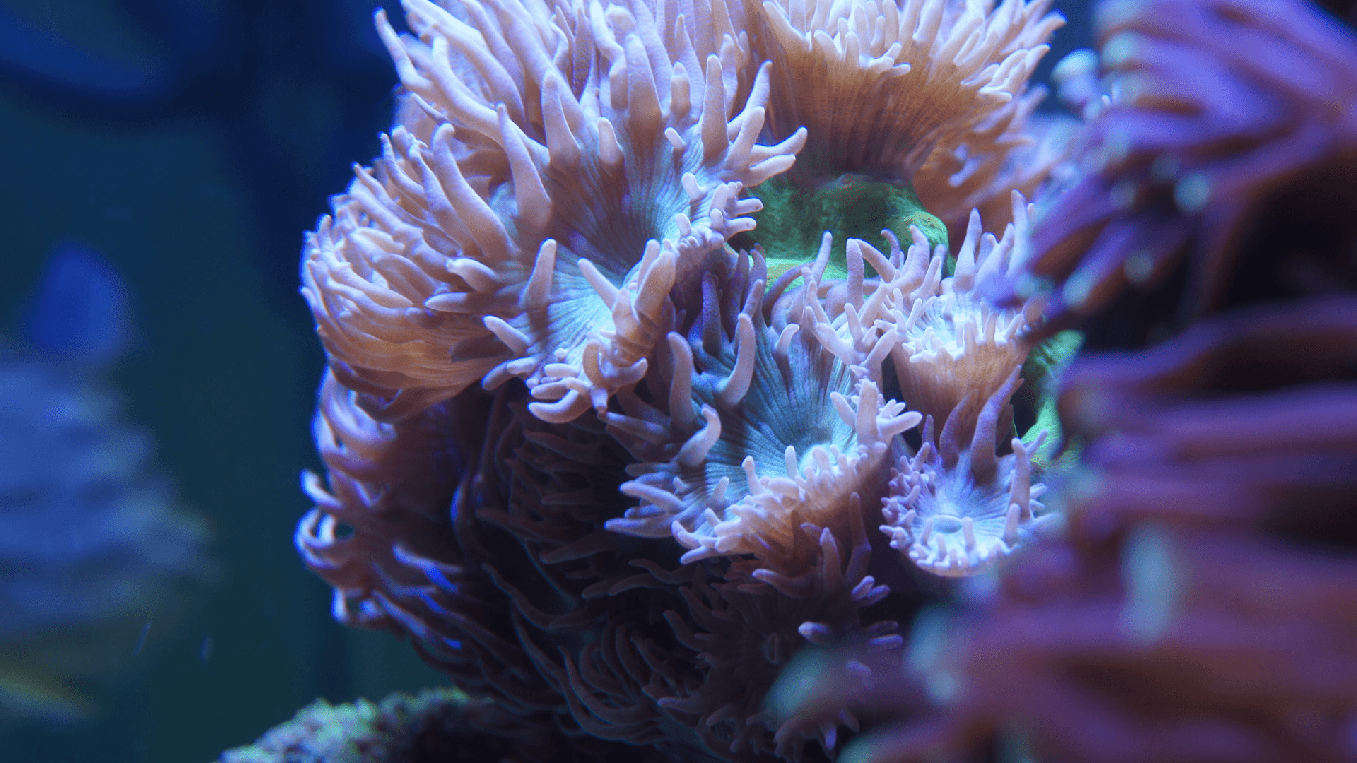 A photo of Elegance Coral