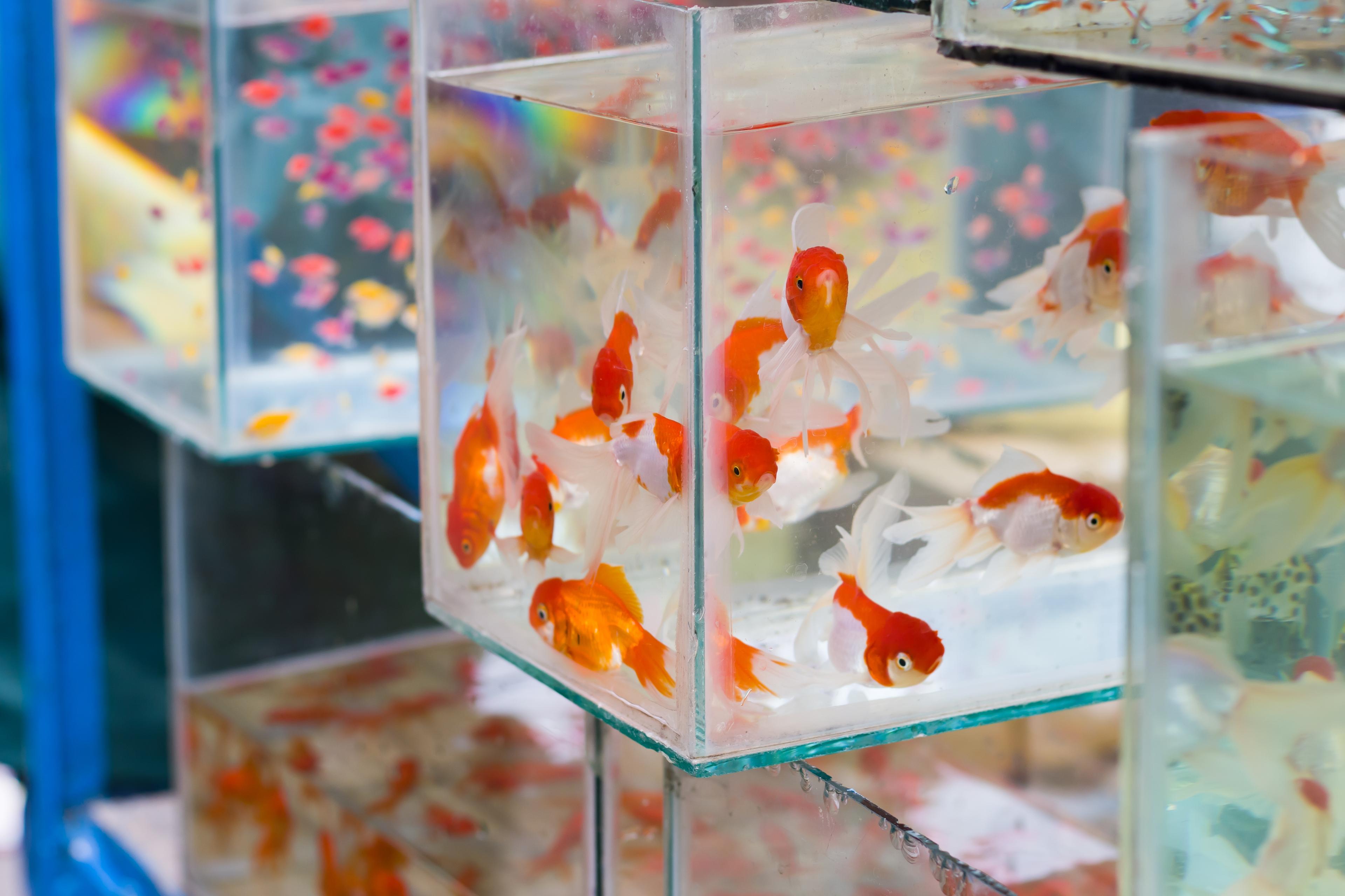 A photo of Fish from Pet Stores: A Deeper Look at Ethical and Health Concerns