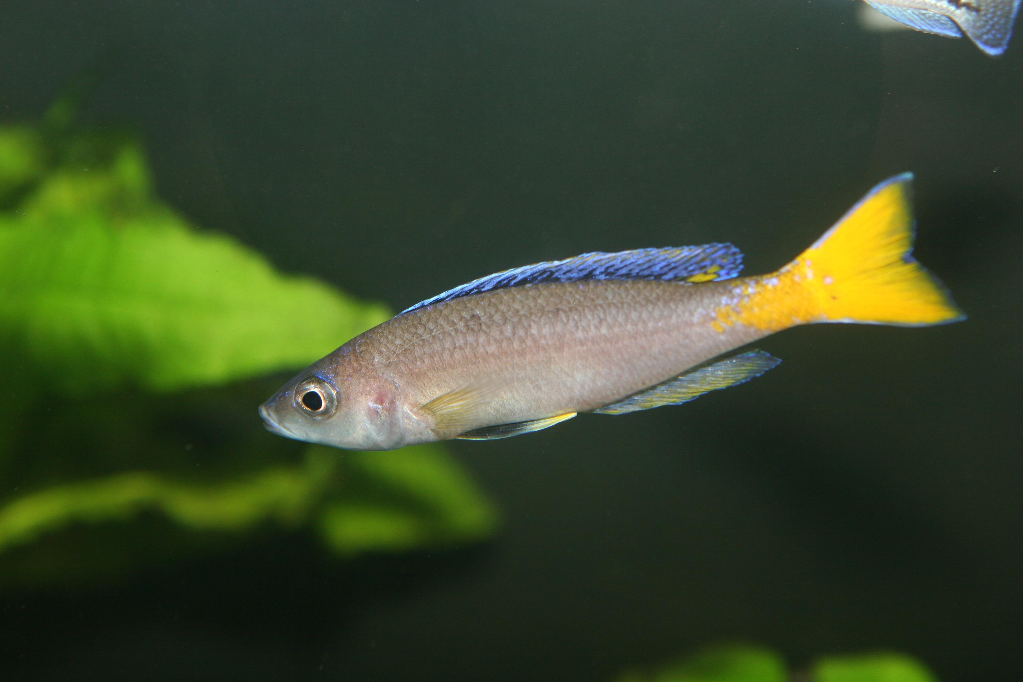 A photo of Herring cichlid