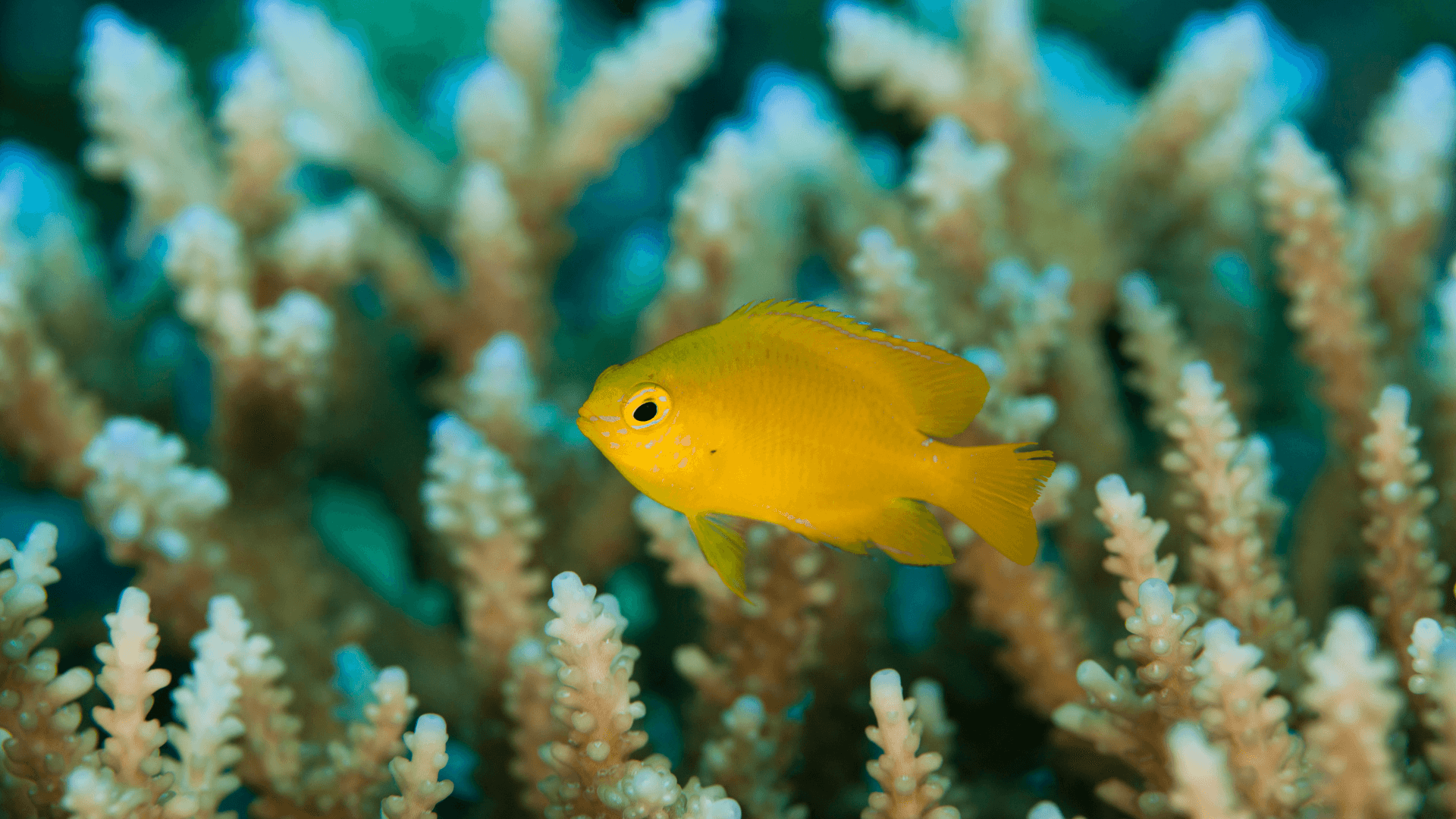 A photo of Lemon damsel