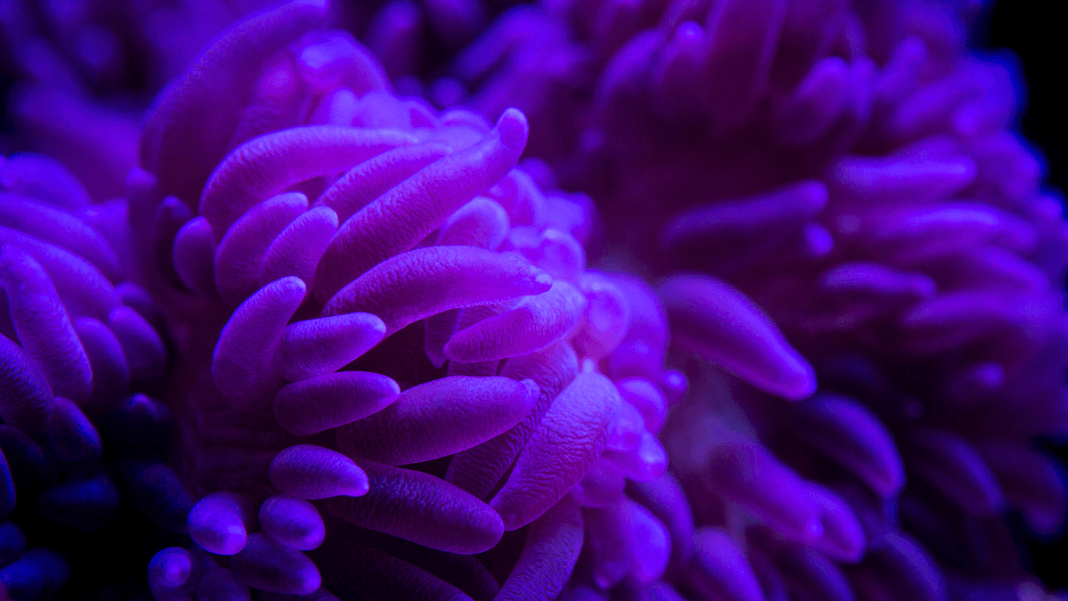 An image of a Sebae Anemone