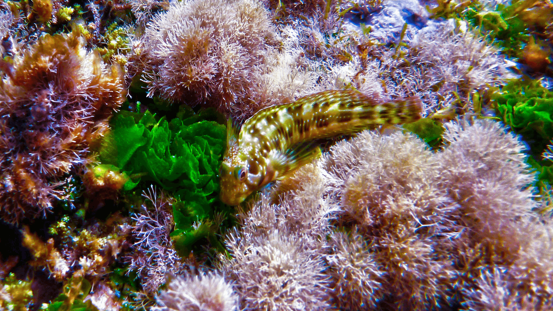 A photo of Segmented sailfin blenny