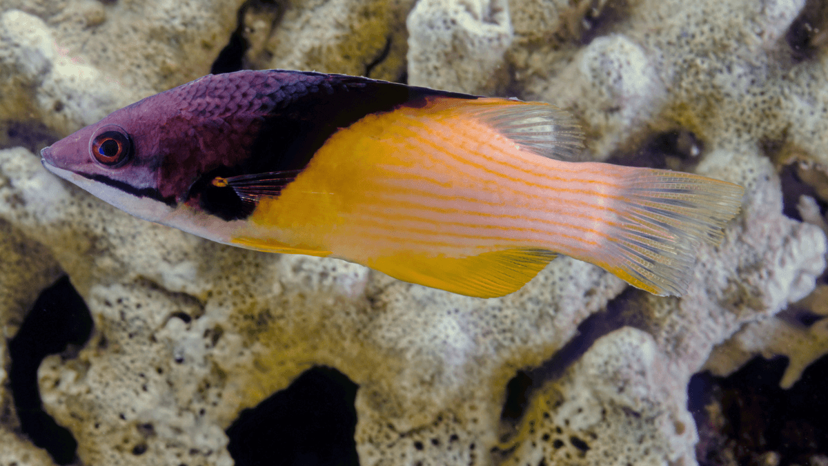 An image of a Coral hogfish
