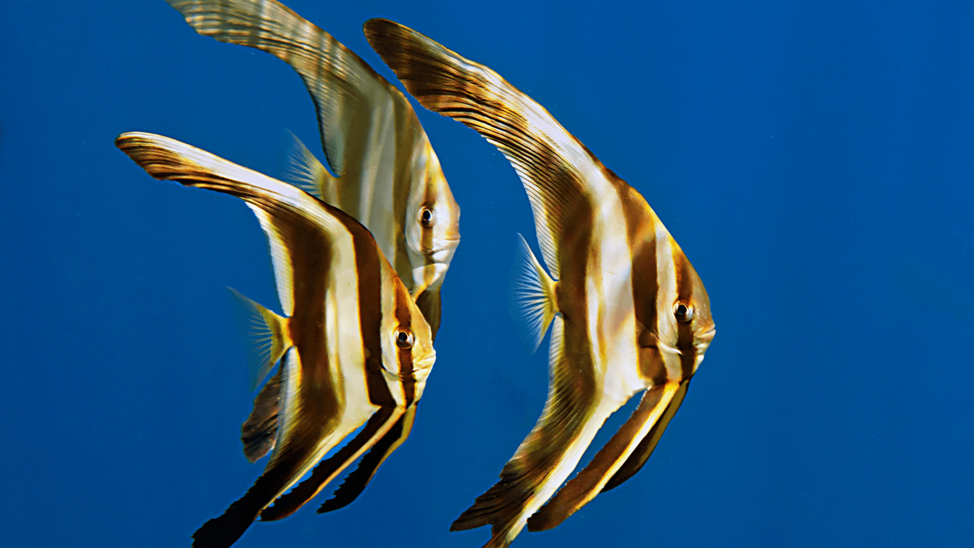 A photo of Teira batfish