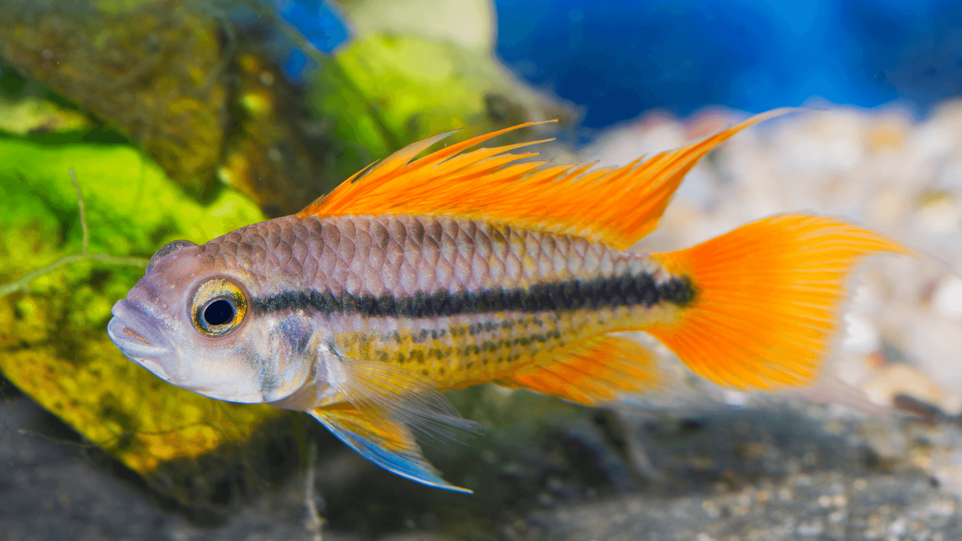 A photo of Cockatoo dwarf cichlid