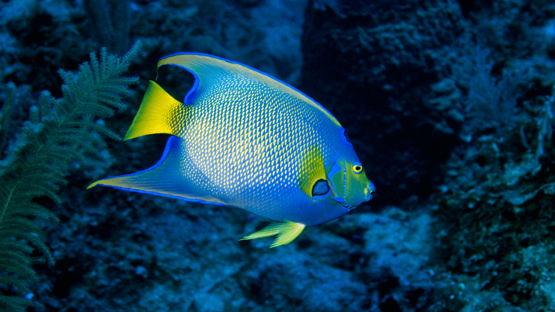 A photo of Queen angelfish