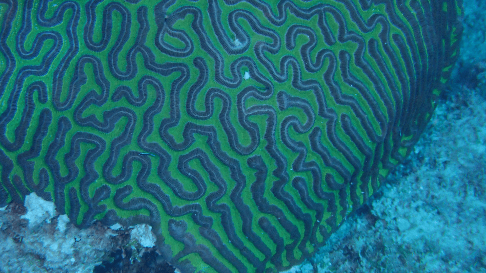 A photo of Maze Brain Coral