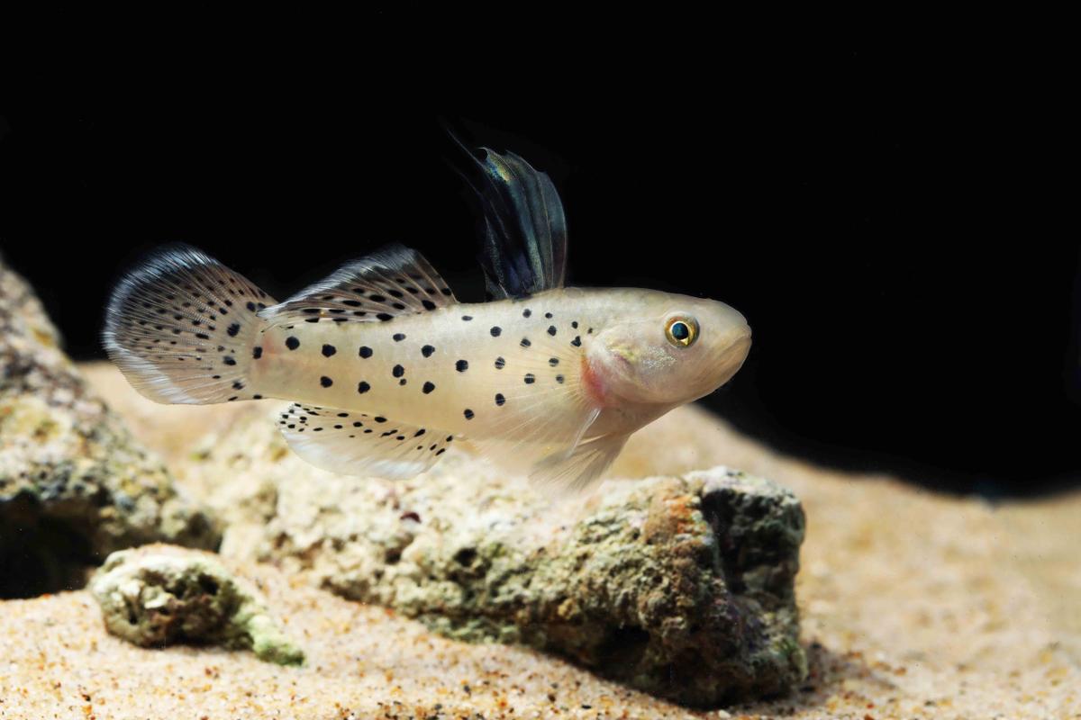 An image of a Knight goby