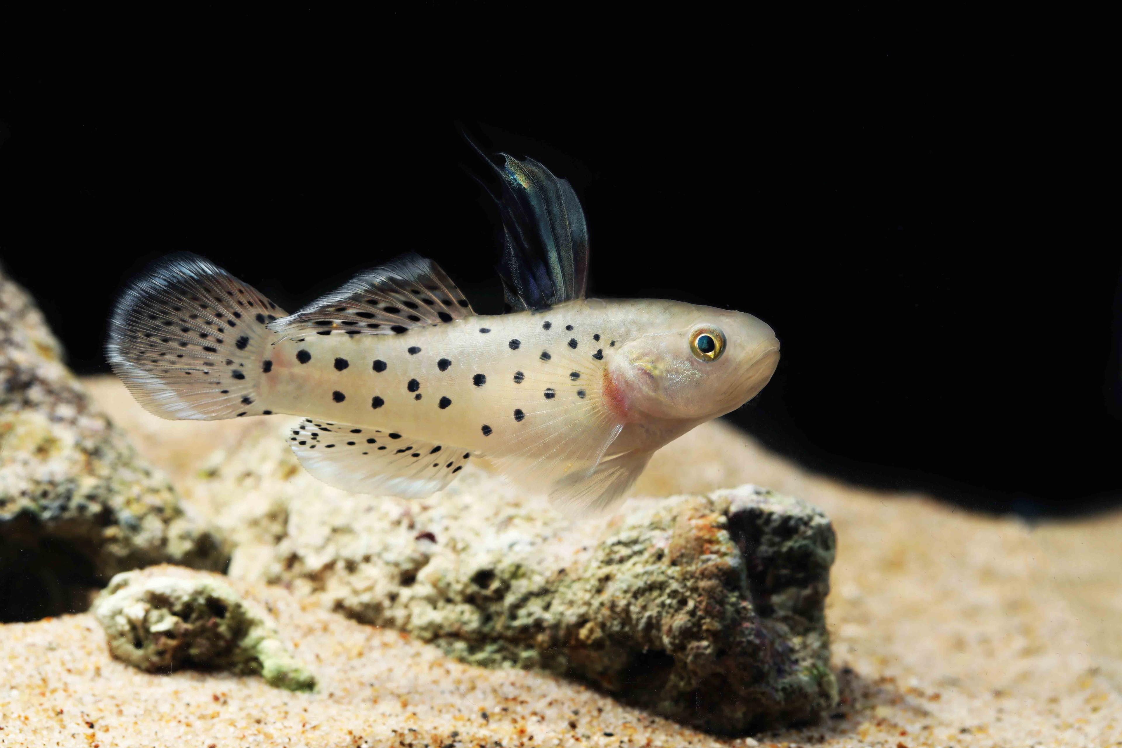 A photo of Knight goby