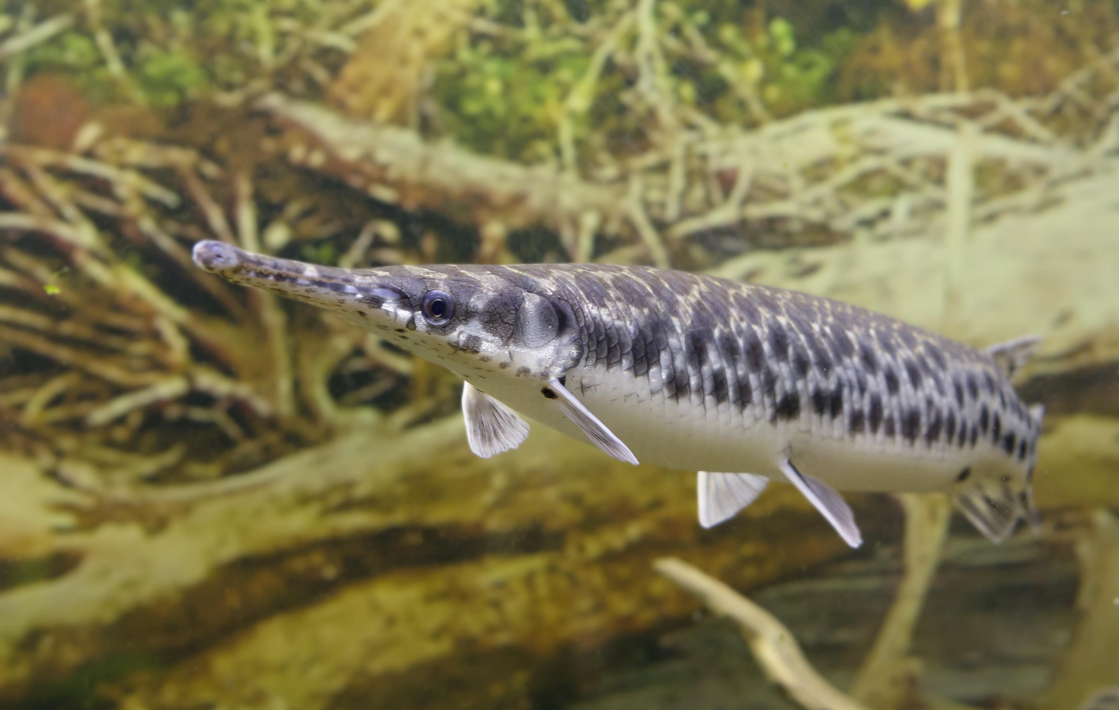 A photo of Longnose Gar