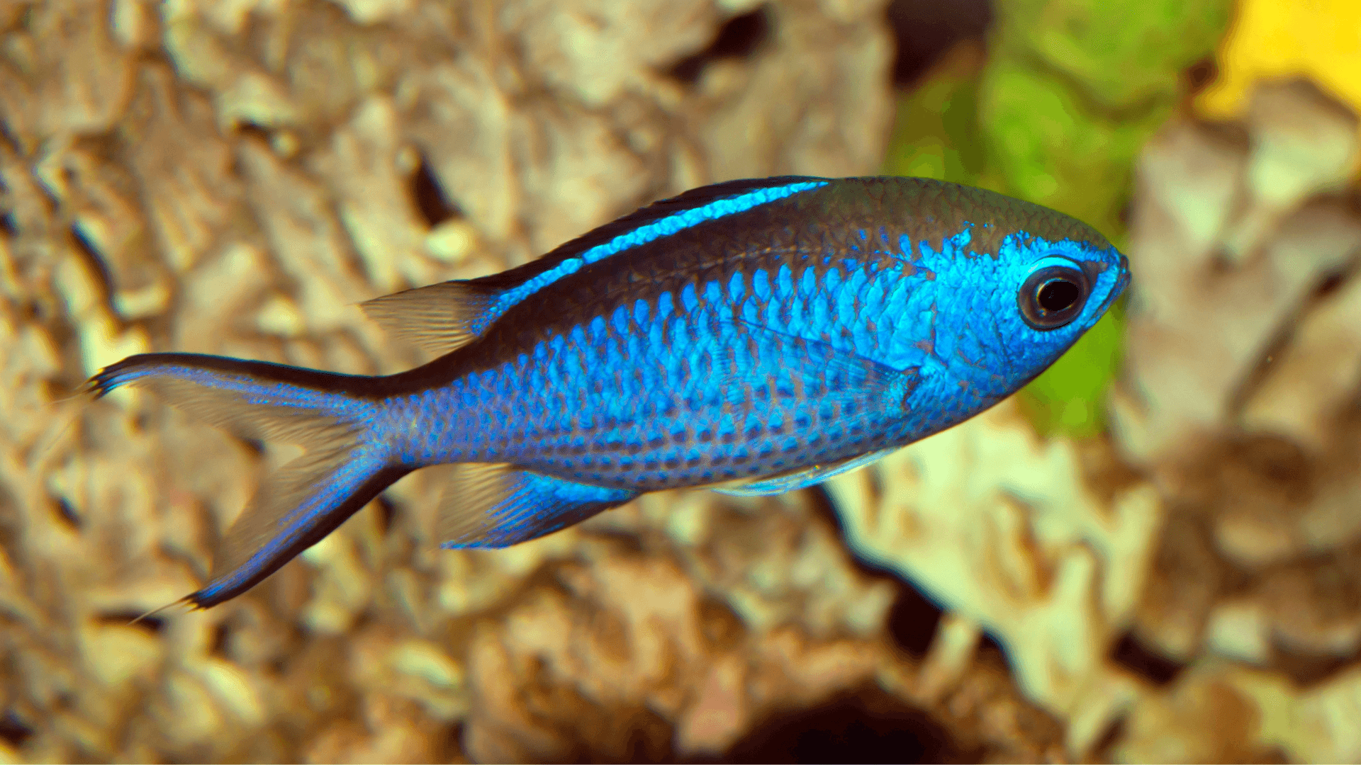 A photo of Blue chromis