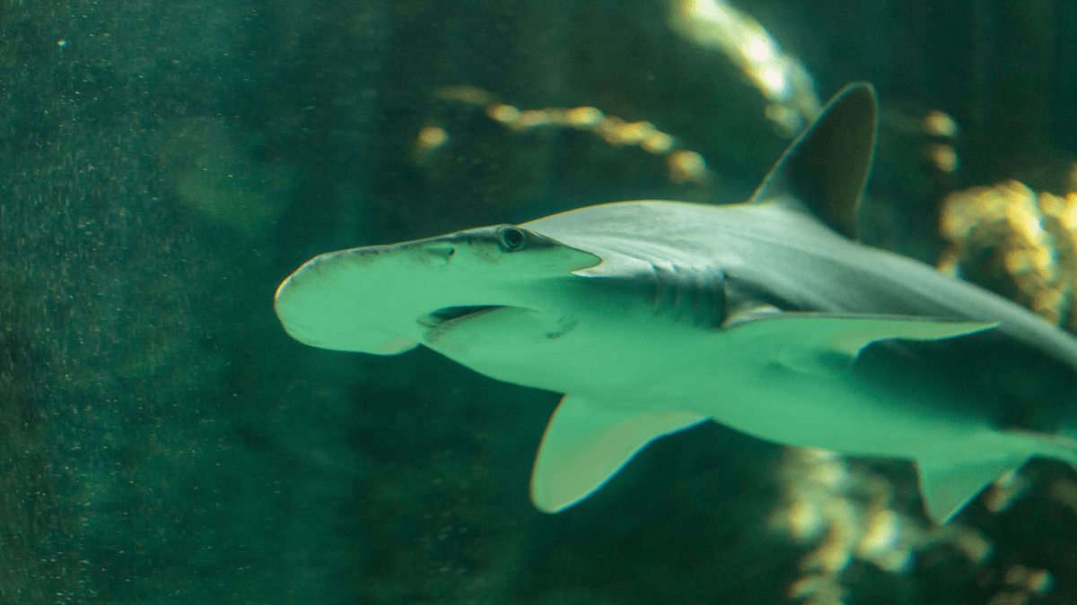 An image of a Bonnethead shark