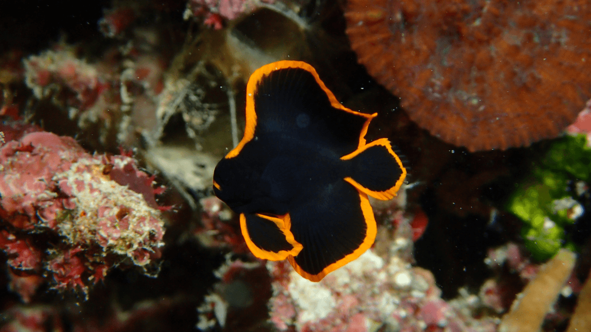 An image of a Dusky batfish