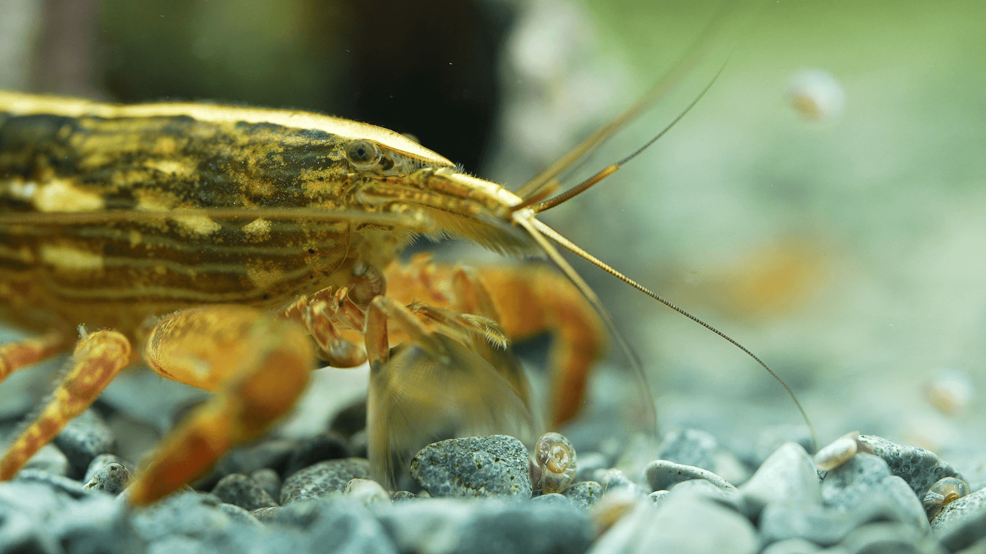 A photo of Bamboo Shrimp