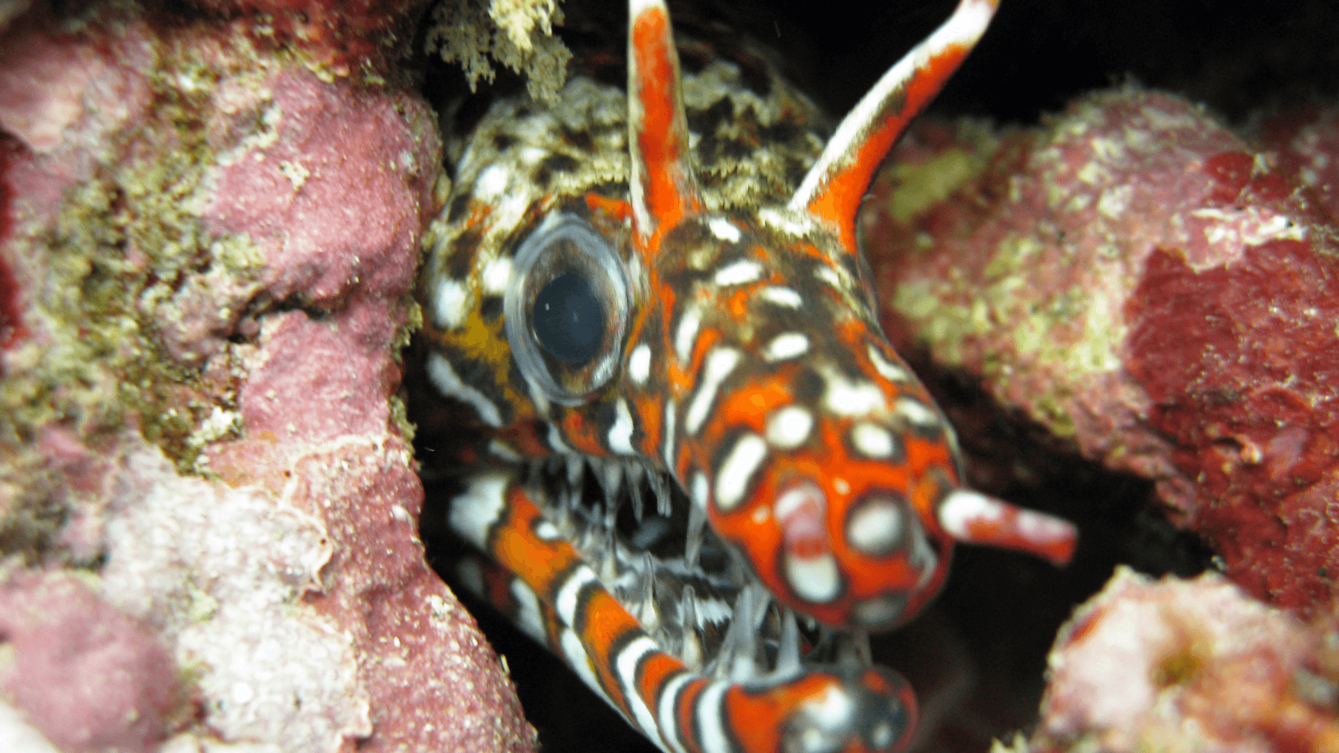 A photo of Dragon moray eel