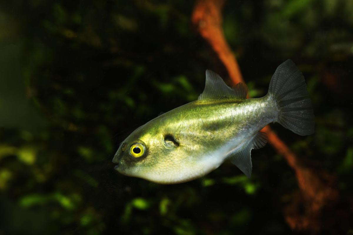 An image of a Golden puffer