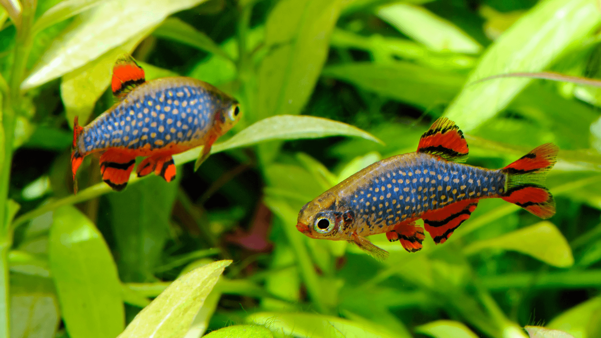 A photo of Celestial Pearl danio