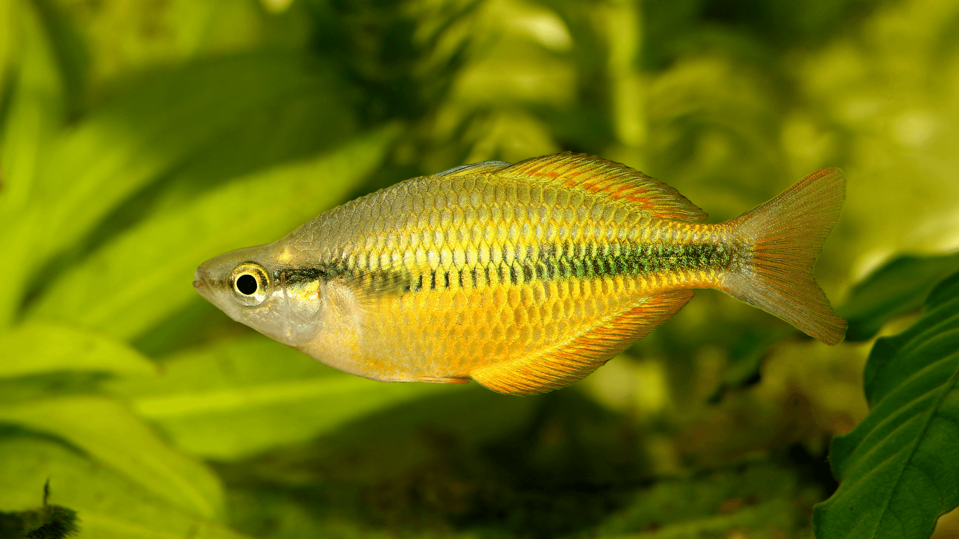 A photo of Lake Tebera rainbowfish