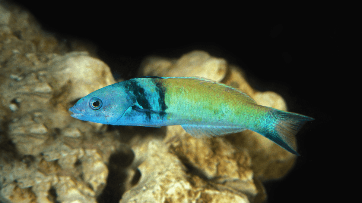 An image of a Bluehead wrasse