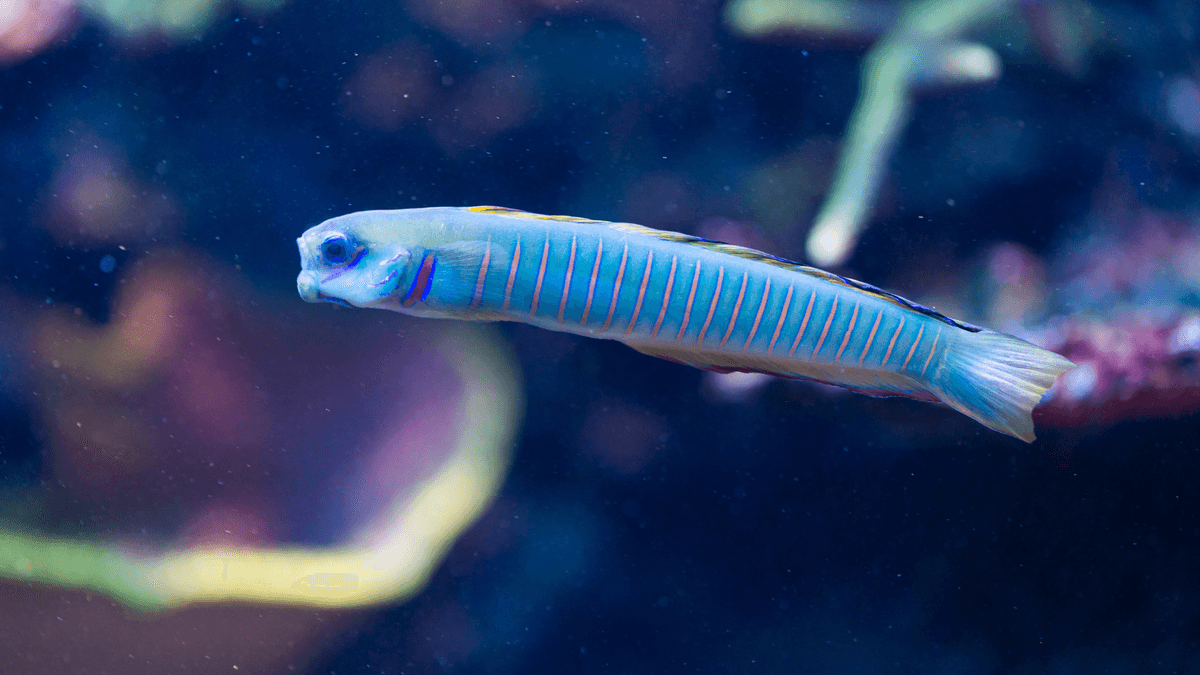 An image of a Zebra barred dartfish