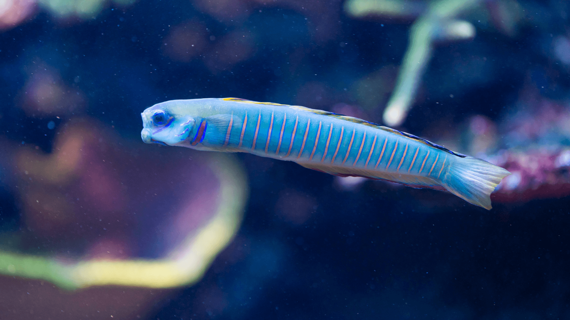 A photo of Zebra barred dartfish