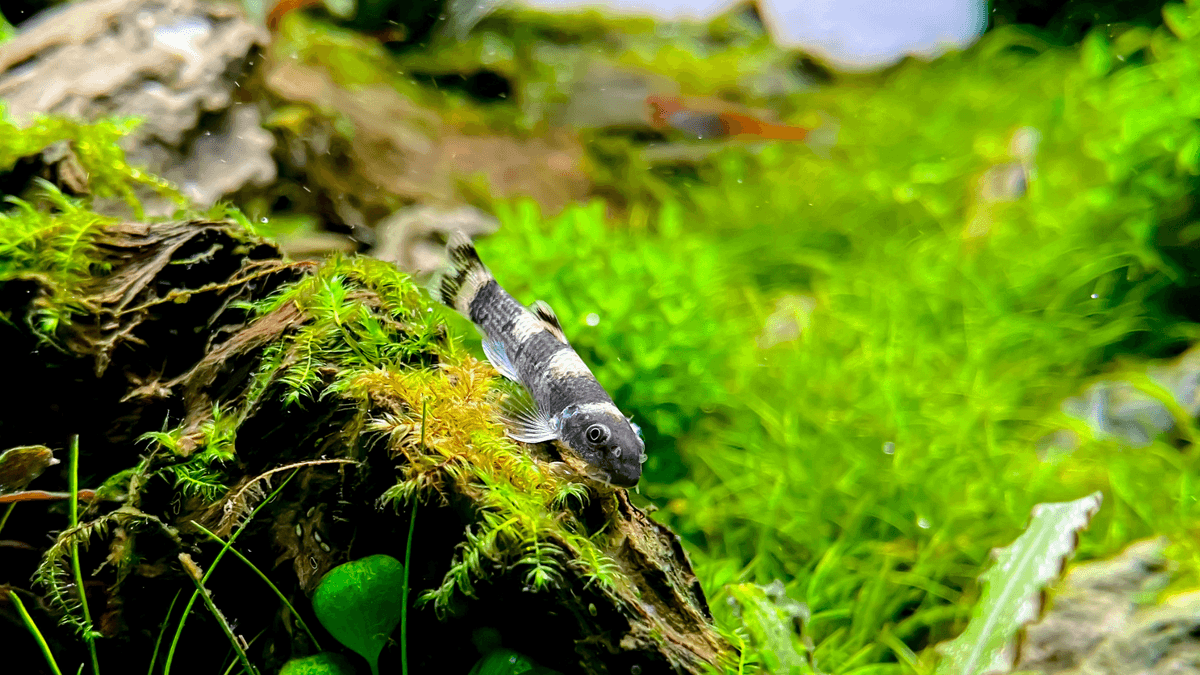 An image of a Cambodian log sucker