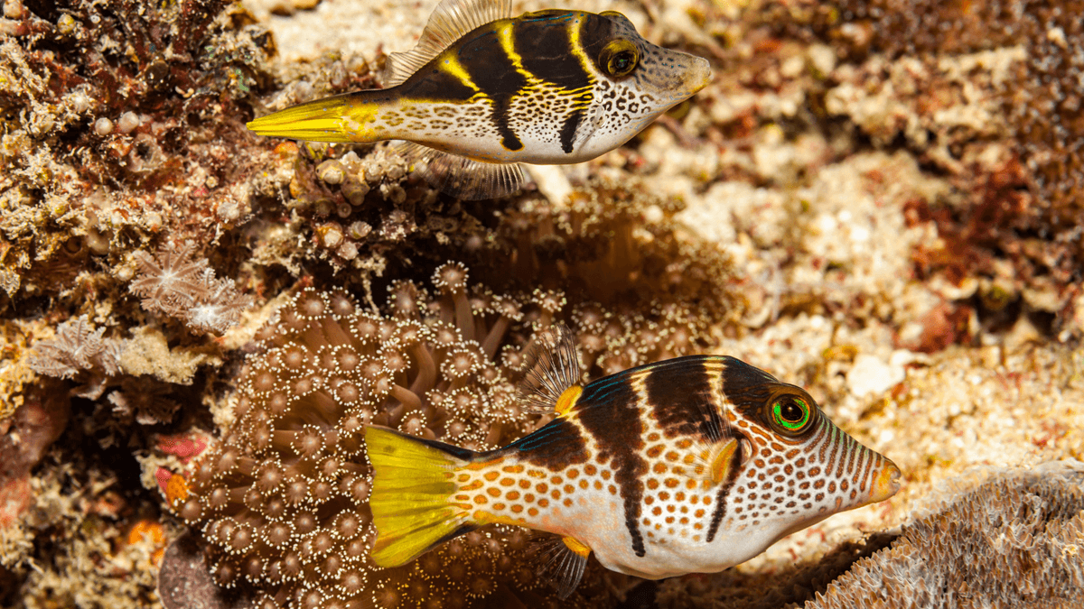 An image of a Mimic filefish