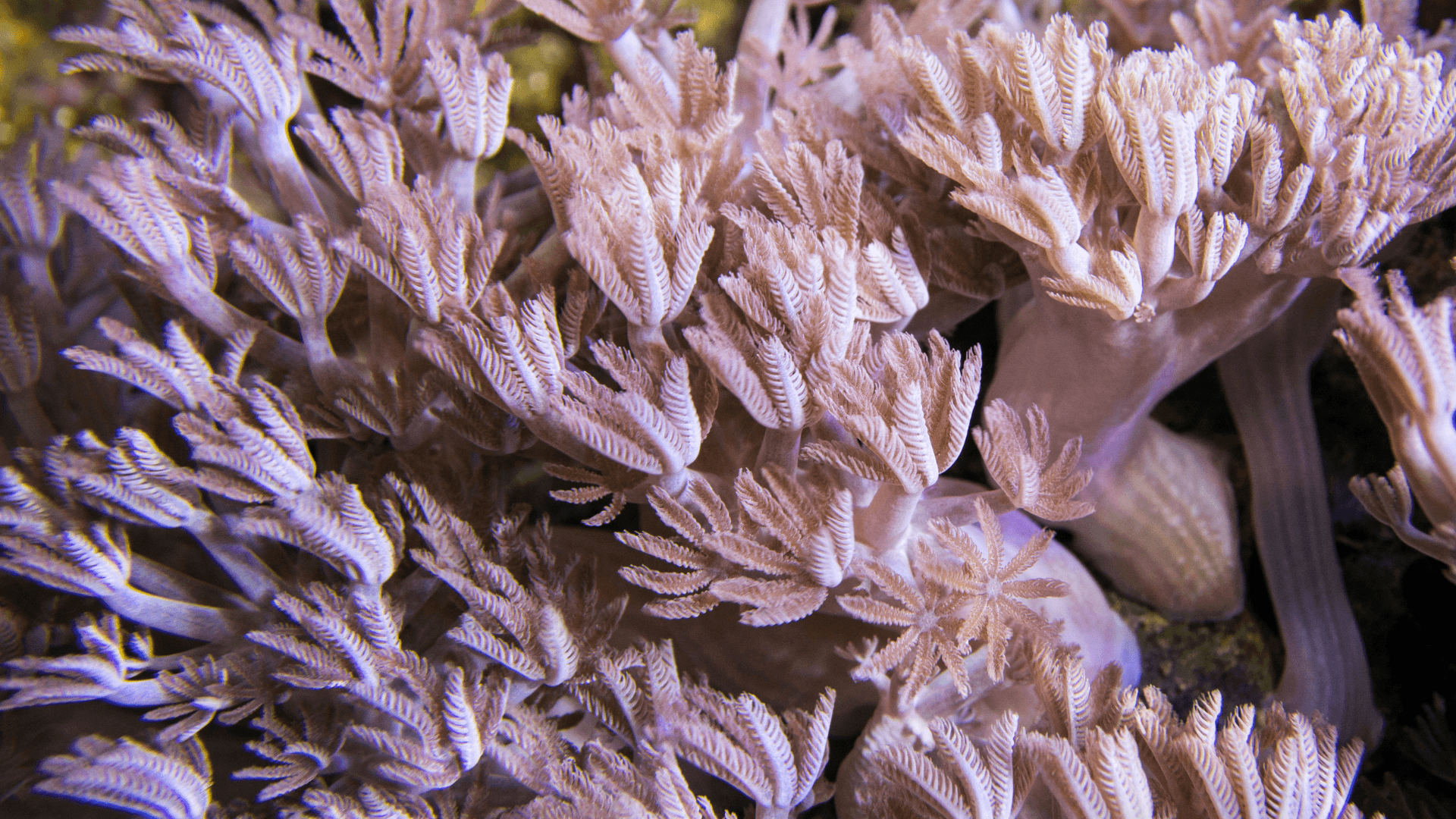 Pulsing Xenia image 4