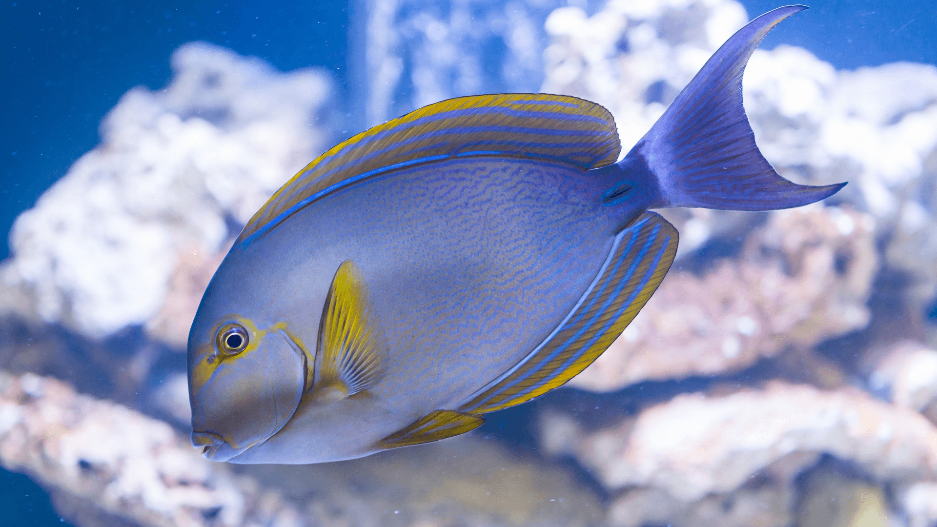 A photo of Distinguishing Butterflyfish, Angelfish, and Surgeonfish