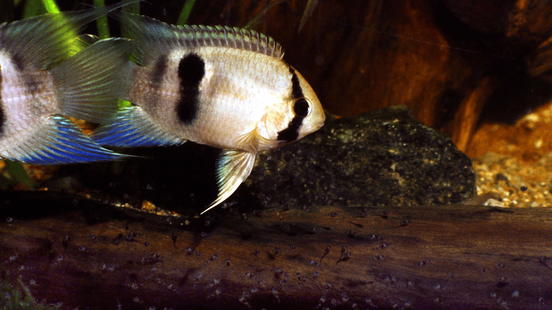 A photo of Keyhole cichlid