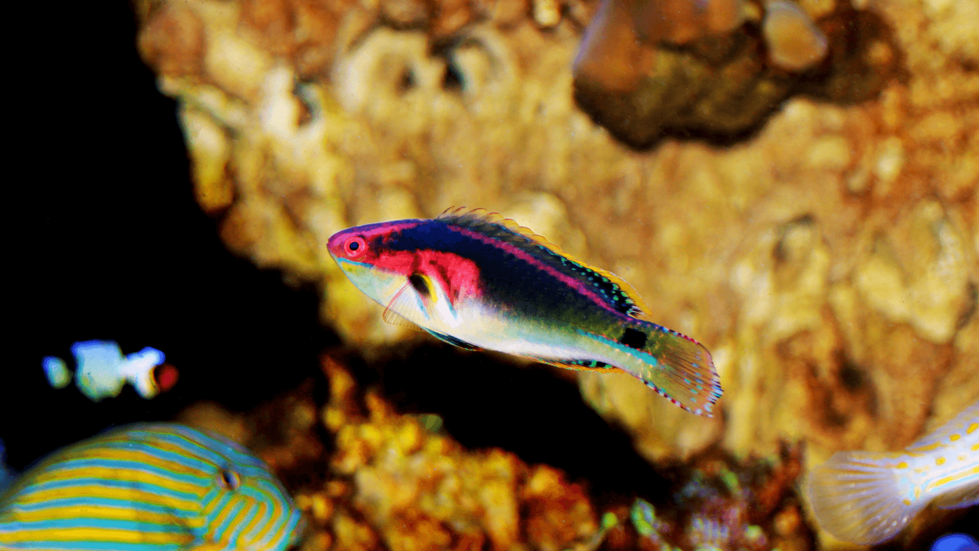 A photo of Exquisite fairy wrasse