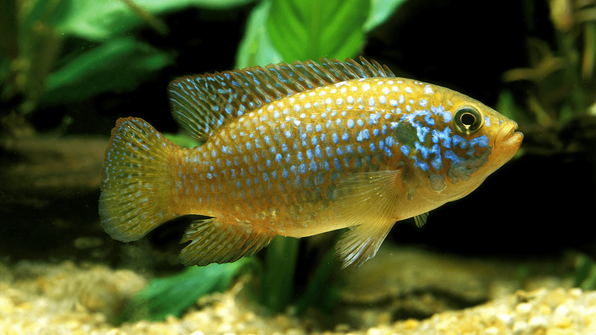 A photo of Lifalili jewel cichlid