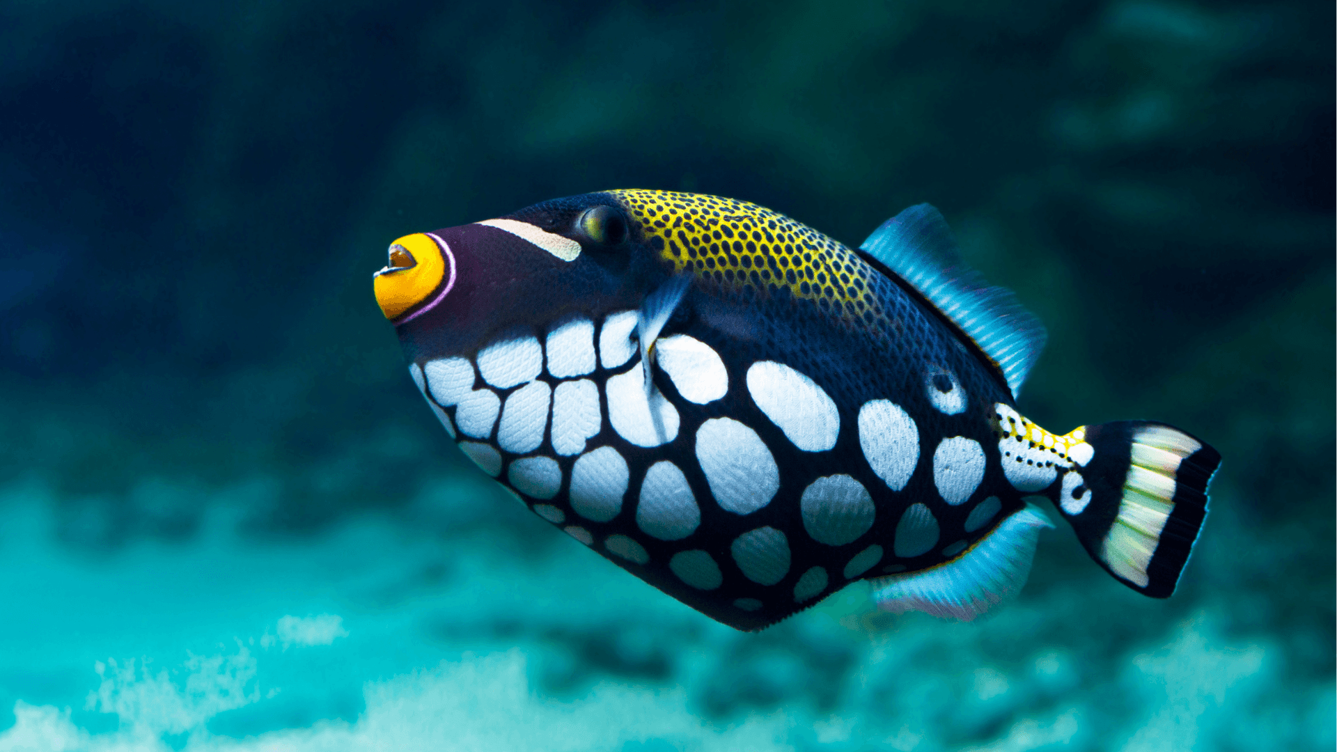 A photo of Triggerfish
