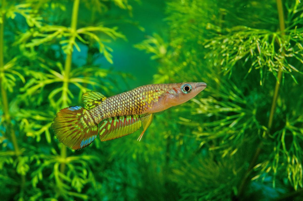 An image of a Striped panchax