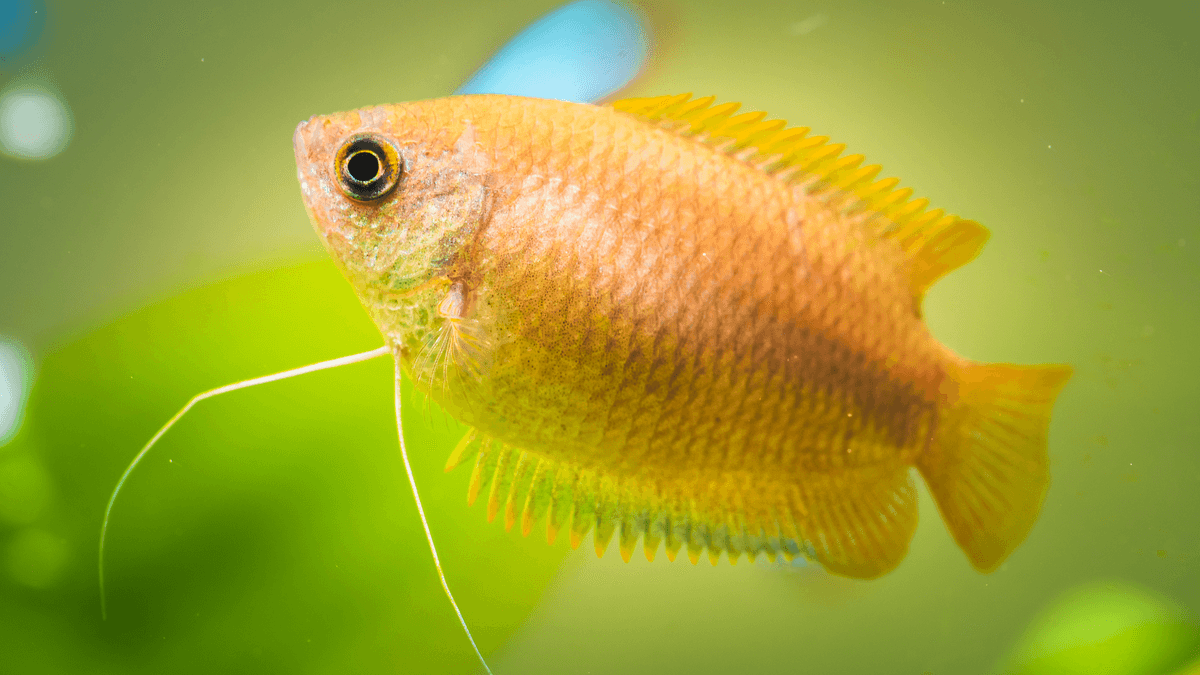 An image of a Honey gourami