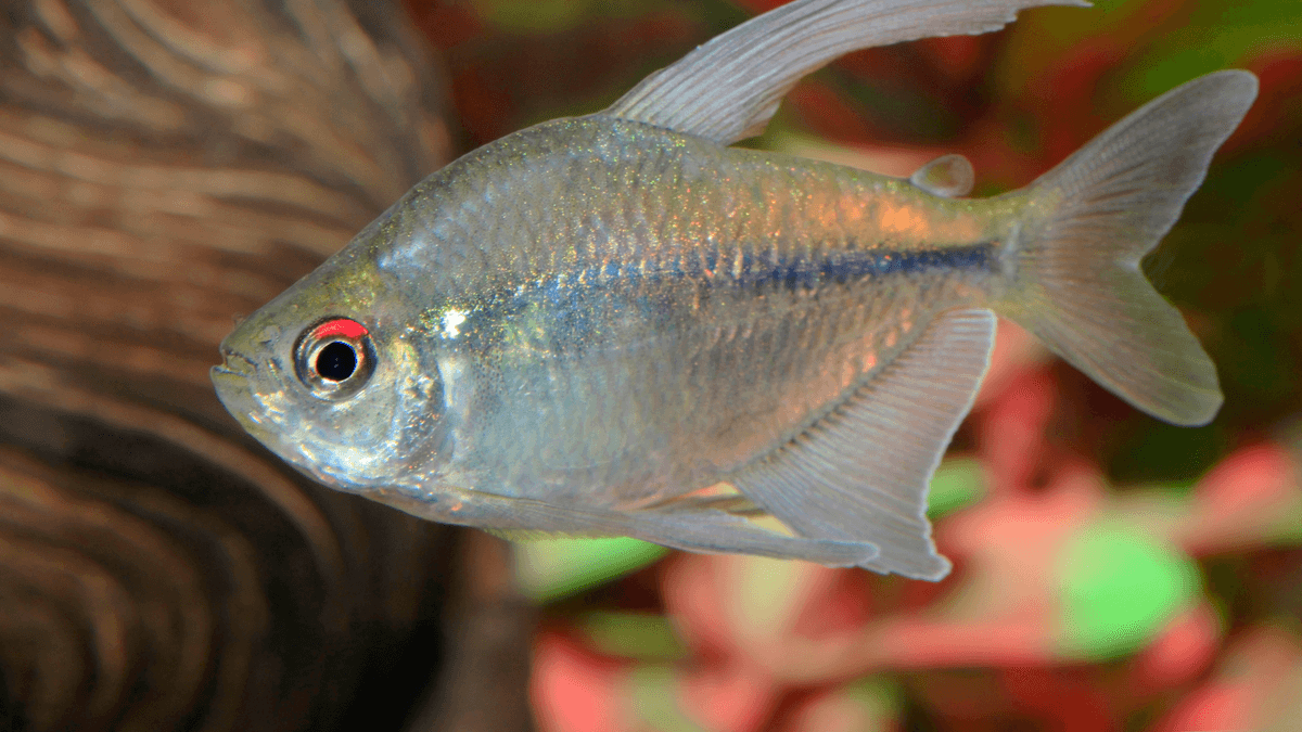 An image of a Diamond tetra