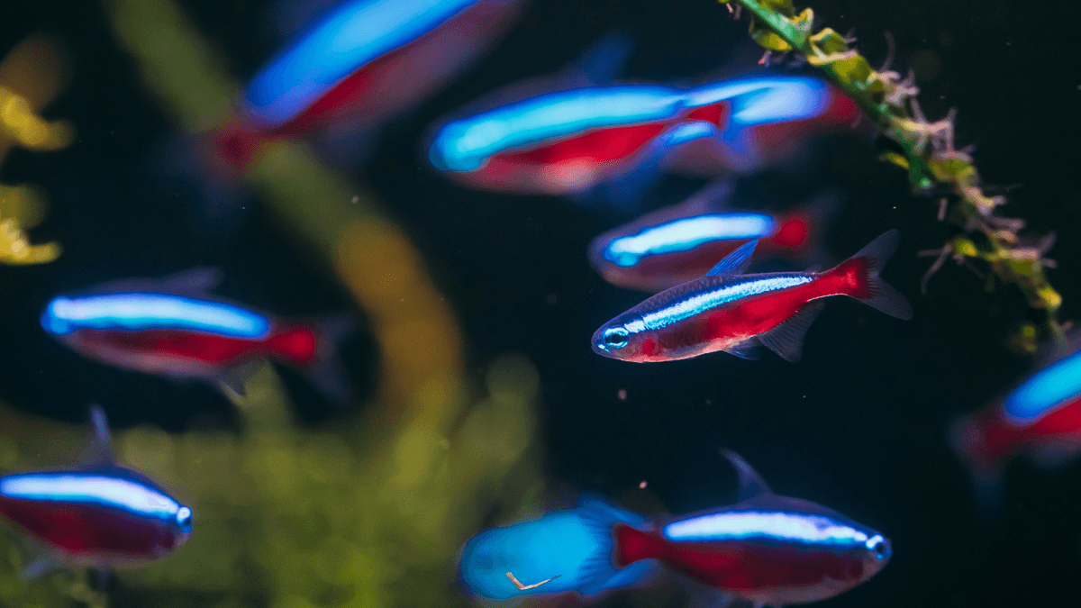 An image of Cardinal tetra